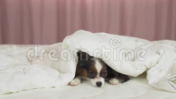 躺在床上的漂亮狗狗帕皮龙从毛毯下爬出来视频的预览图