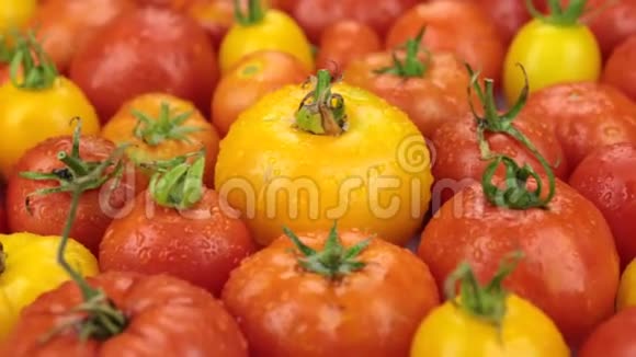 旋转特写水滴落在成熟的黄色和红色的Tomatos上视频的预览图