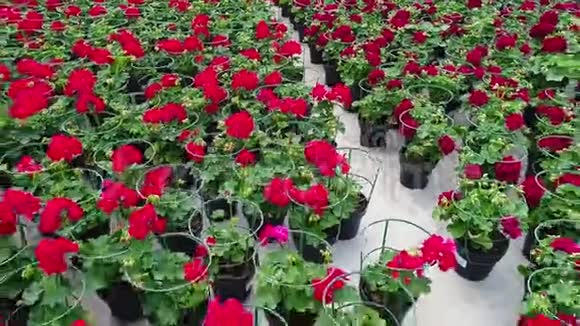 温室里放着盛开的天竺葵花盘温室里放着红色的花朵出售鲜花培育房子视频的预览图