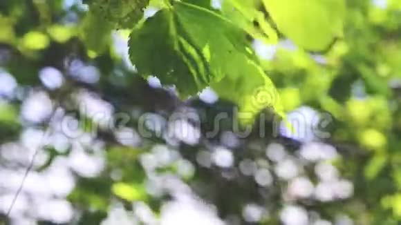 森林和风中的叶子视频的预览图
