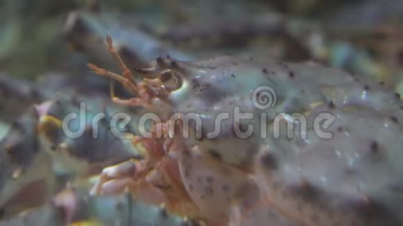 红王蟹水下视频的预览图