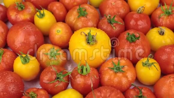 旋转特写水滴落在成熟的黄色和红色的Tomatos上视频的预览图