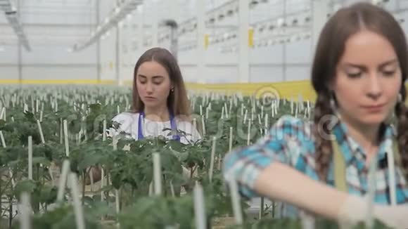 园丁在工业温室里照料植物寻找西红柿视频的预览图