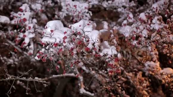 夜晚有红色小浆果的雪树视频的预览图