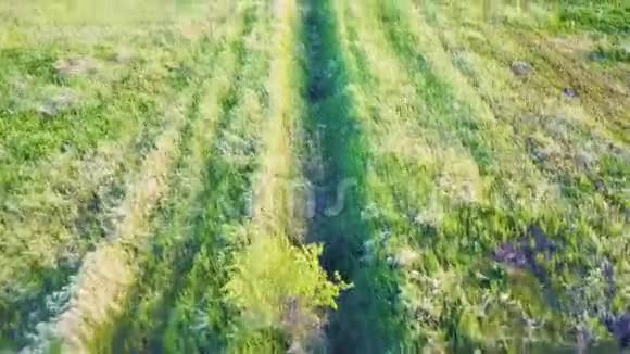 无人机低空飞越一片绿草地视频的预览图