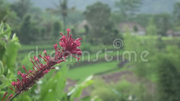 热带的雨天早晨到花园太阳从山上升起巴厘岛印度尼西亚视频的预览图