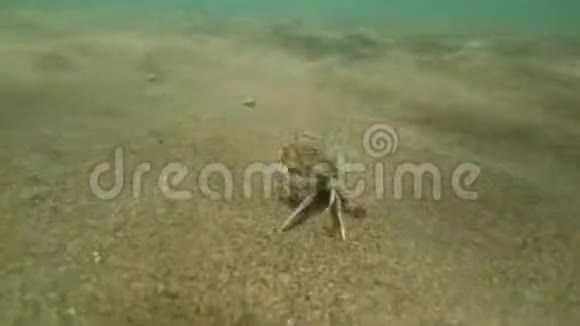 海蟹漂离追捕水下视频视频的预览图