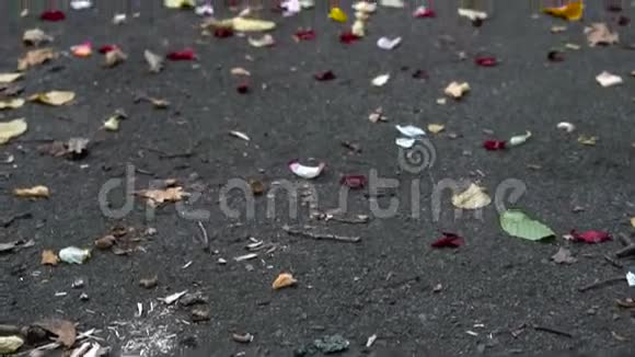 人行道上的玫瑰花瓣视频的预览图