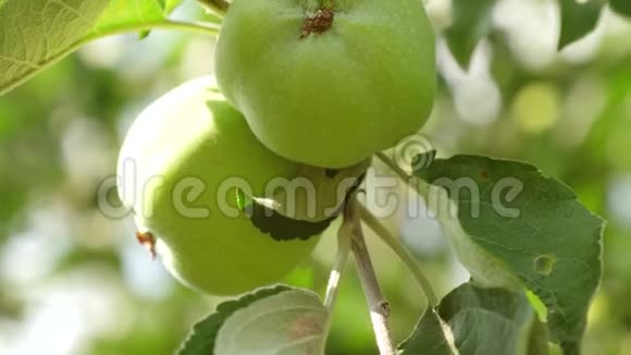 环保苹果绿苹果在树上美丽的苹果在阳光下成熟在树枝上视频的预览图