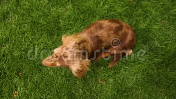 那只红狗坐在草坪上环顾四周那只红狗坐在绿色的草坪上视频的预览图
