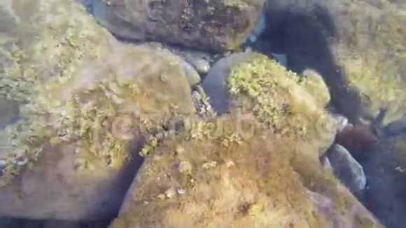 海底有水下植被和大石头视频的预览图