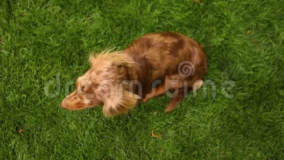 那只红狗坐在草坪上环顾四周那只红狗坐在绿色的草坪上视频的预览图