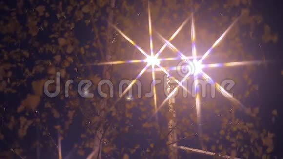 夜晚的灯笼和树视频的预览图
