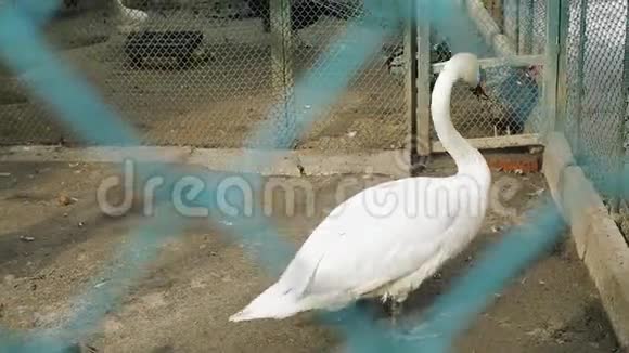 一只白天鹅在院子里散步视频的预览图