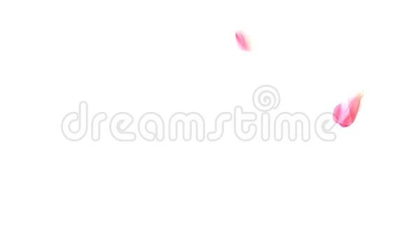 白色背景下粉红色玫瑰花瓣飘落视频的预览图