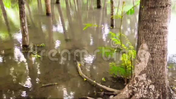 雨林地板上的水视频的预览图