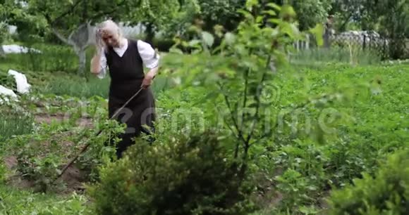 一个白发苍苍的老太婆拿着锄头在绿色的土豆地里干活视频的预览图