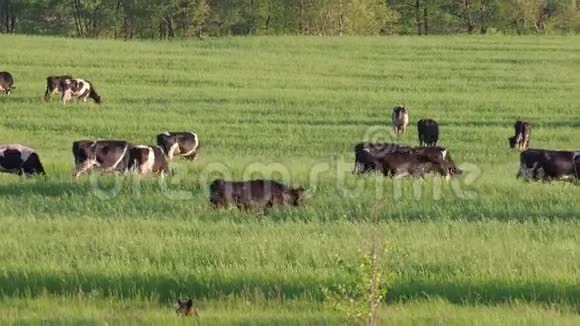 夏天许多奶牛去牧场吃青草4K视频的预览图