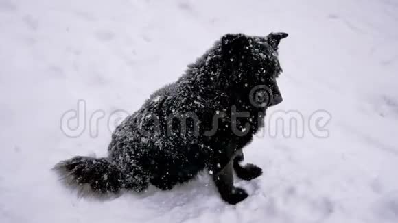 冬天下雪时无家可归的黑狗转过头看着摄像机视频的预览图