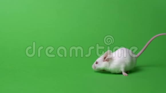 白鼠标擦干净后在绿色背景下运行视频的预览图