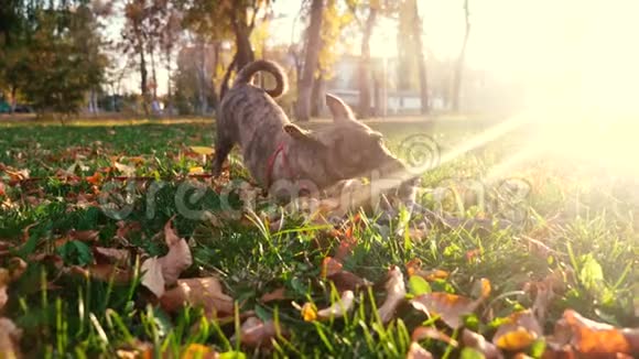 在夕阳的照耀下狗在公园里玩棍子宠物护理与训练视频的预览图