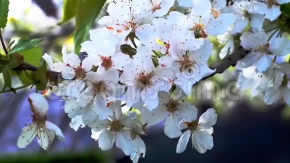 春天盛开的樱花在风中摇曳视频的预览图