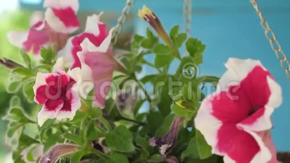 有花的舒适庭院白红色的矮牵牛在花盆的夏季开花特写镜头美丽的花朵视频的预览图