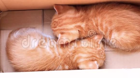 两只可爱的生姜小猫睡在盒子里可爱的宠物平静地呼吸4k镜头慢动作视频的预览图