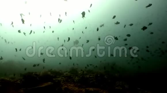 马尔代夫太阳反射背景下的水下鱼学视频的预览图