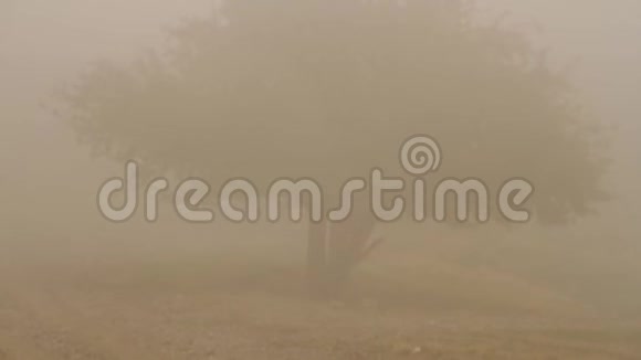 雾中的孤树大自然秋天的季节乌贼色调射击雾蒙蒙的田野里的一棵树视频的预览图