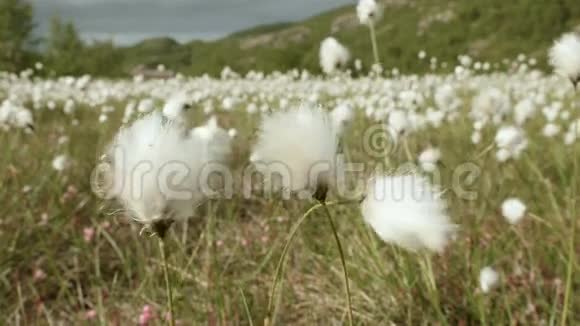天然的棉花田视频的预览图
