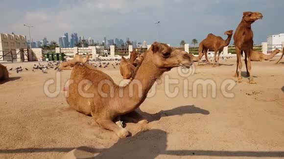 卡塔尔多哈的WaqifSouq骆驼视频的预览图