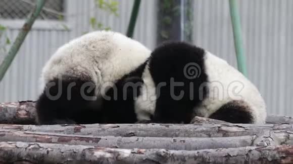 小熊猫小熊喜欢一起玩中国视频的预览图
