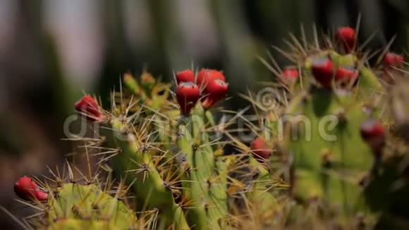 带红色果实的刺仙人掌视频的预览图