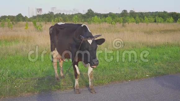 奶牛在草地上放牧背景是城市全景视频的预览图
