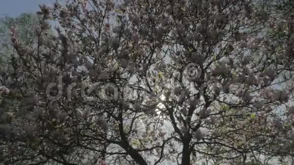 春天的自然从木兰树上飘落的粉红色花瓣视频的预览图