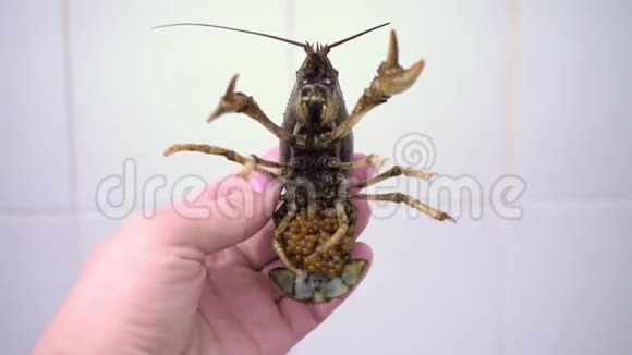 在白色背景下用鱼子酱在尾巴下的活小龙虾小龙虾在烹饪前视频的预览图