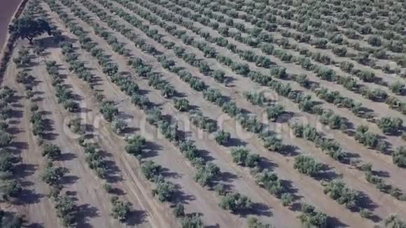 从橄榄园拍摄的空中镜头视频的预览图