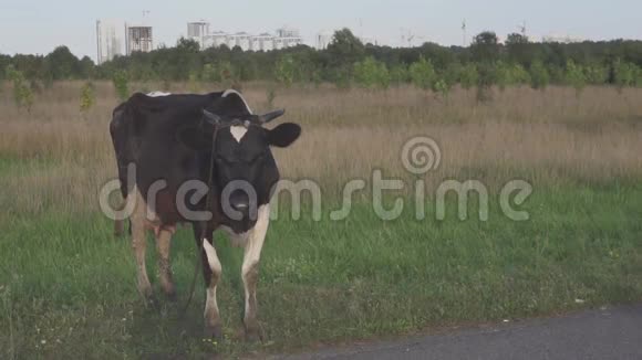 奶牛在草地上放牧背景是城市全景视频的预览图