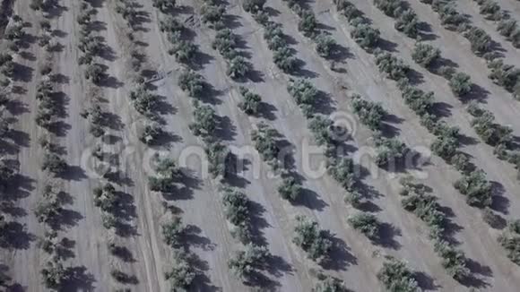 从橄榄园拍摄的空中镜头视频的预览图