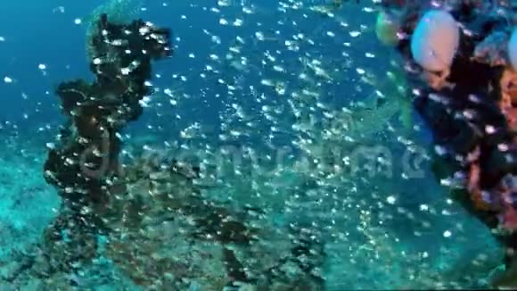 巨大的热带雨林正在寻找玻璃鱼慢动作印度尼西亚视频的预览图