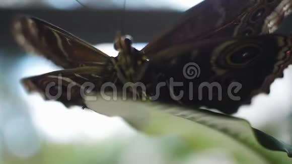 黑蝴蝶坐在树叶上框架野生自然概念视频的预览图