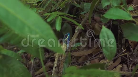 鬣蜥坐在热带雨林的树枝上野生热带森林中蓝头蜥蜴视频的预览图