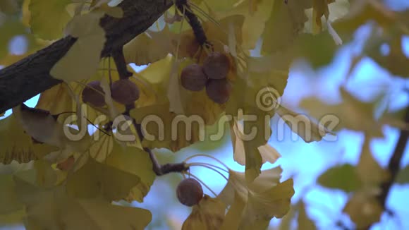 早上的银杏树和全熟银杏视频的预览图