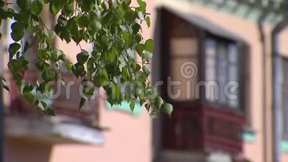 桦树叶和老阳台视频的预览图