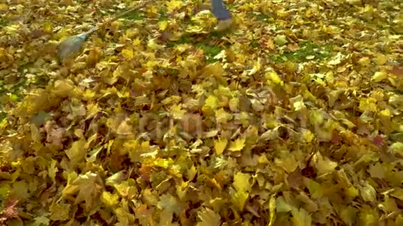 一个小女孩收集成堆从树上掉下来叶子视频的预览图