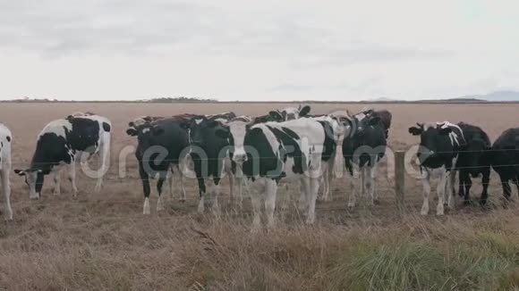 好奇友好的小黑白奶牛群视频的预览图