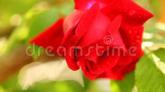红玫瑰的花蕾视频的预览图