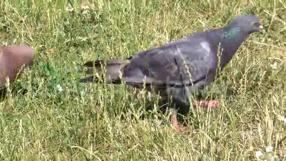 城市鸽子在草地上觅食视频的预览图
