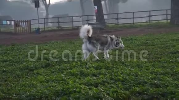 阿拉斯加的马拉穆特狗在公园里快乐地奔跑视频的预览图